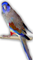 Bluebonnet Parrots_ICON.jpg